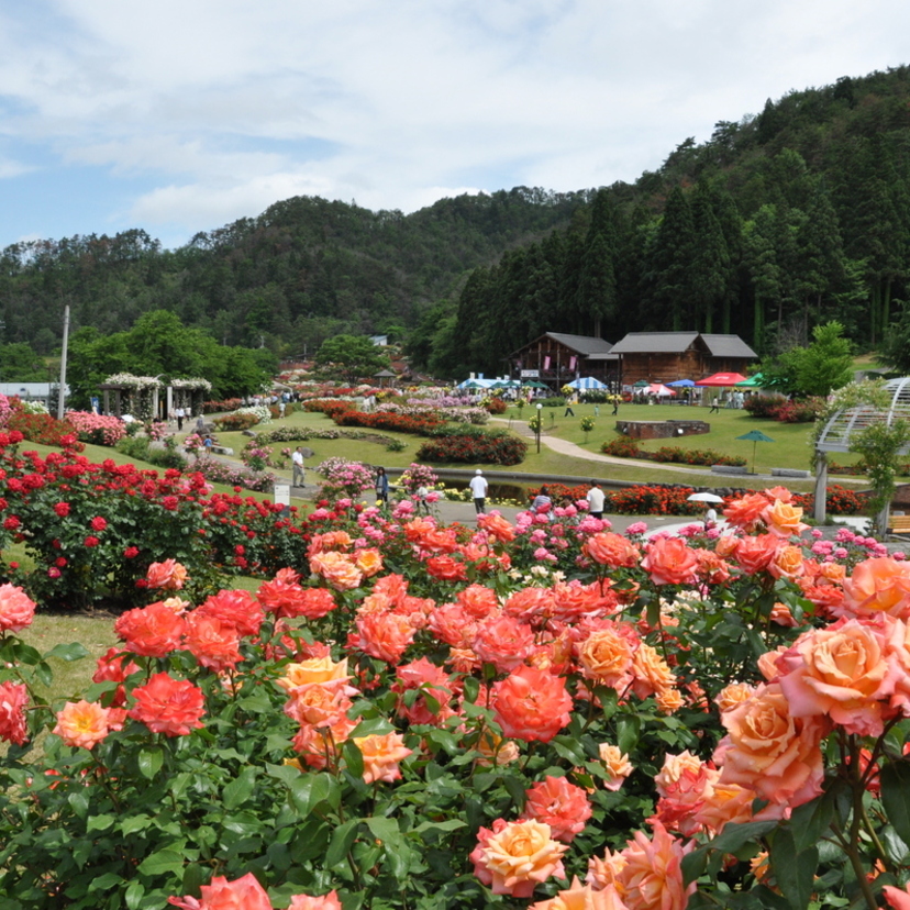 村山 |「東沢バラ公園 バラまつり」甘く華やかなバラの香りに包まれる
