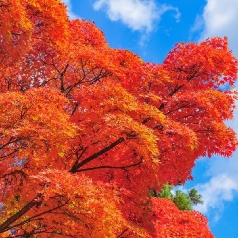 【PR】青森 |「秋祭り・紅葉スポットガイド」