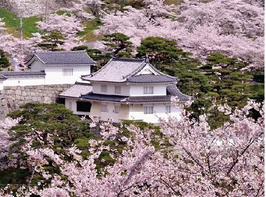 【ＰＲ】霞ヶ城公園桜まつり