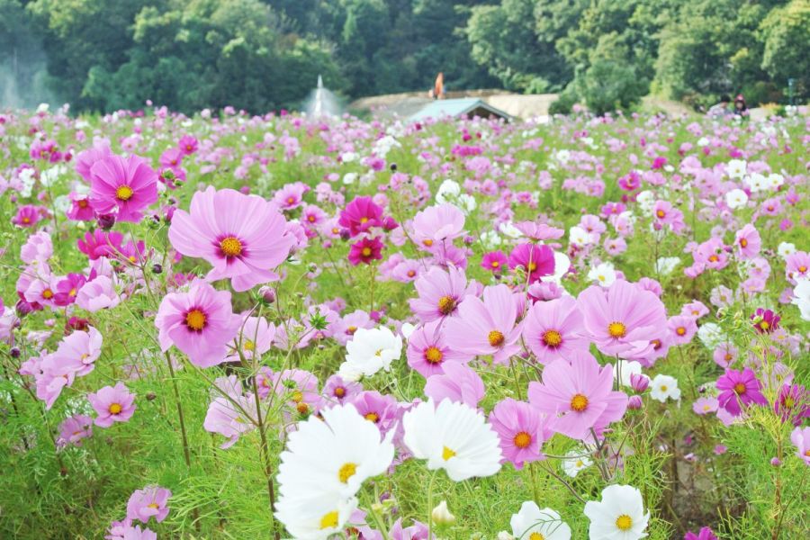 国営越後丘陵公園「コスモスまつり」［長岡市］