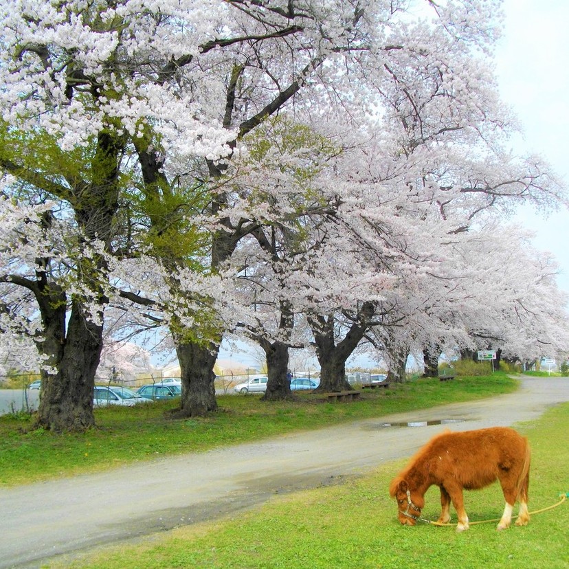 【PR】鏡石町 |「岩瀬牧場」日本初の西欧式牧場！歴史にはぐくまれた牧場でお花と自然を満喫しよう