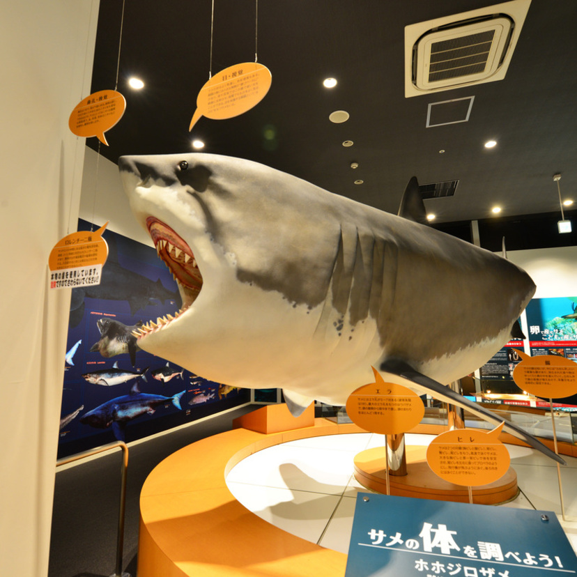【PR】気仙沼 |「気仙沼 海の市」で国内唯一のサメの博物館を見学♪