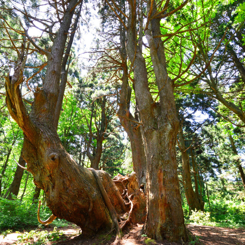 最上郡 |「幻想の森」で大自然の神秘に出会う！最上エリアの巨木スポット