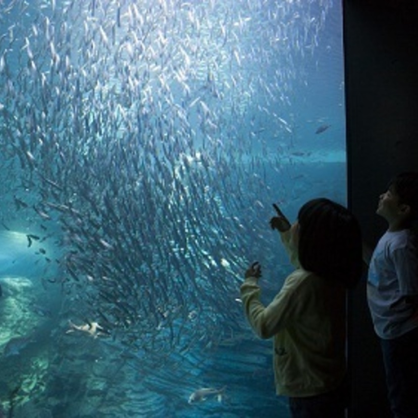 上越 |「上越市立水族博物館 うみがたり」子どもから大人まで海の世界に癒やされる空間