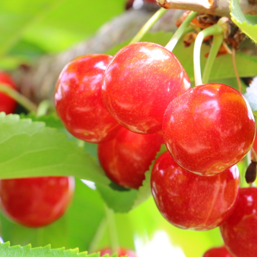 新潟 |「フルーツランド 白根グレープガーデン」1年中旬のフルーツを楽しめる農園