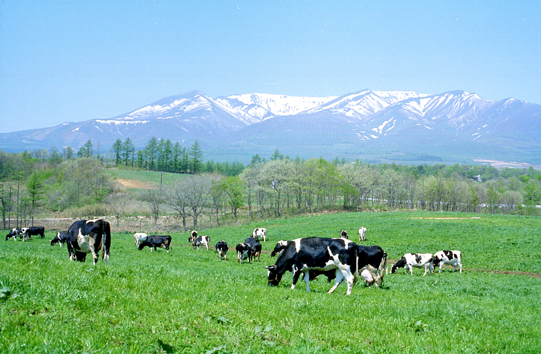 【PR】白石 |「山田乳業」2つの食感を楽しめるアイスやもちもちヨーグルトが人気