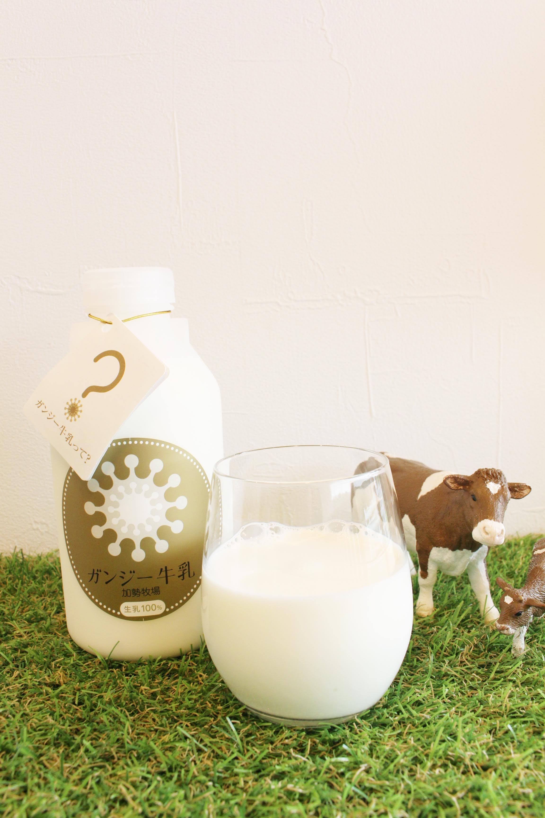 加勢牧場のガンジー牛乳